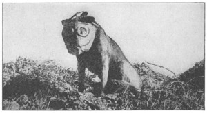 Chien avec un masque. Ce chien était utilisé par le corps de santé pour repérer les soldats blessés." Date : 1920 Source"The Literary Digest History of the World War", volume V, p. 333. Auteur: Halsey, Francis Whiting, Première publication aux Etats-Unis avant 1923.